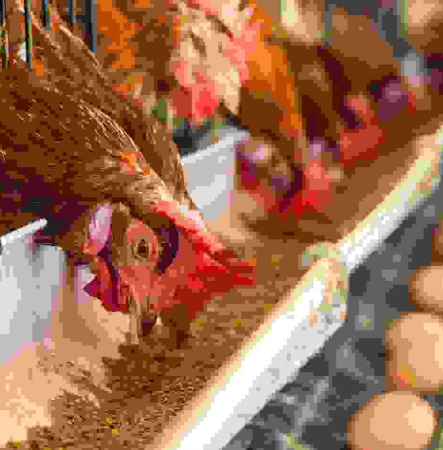 Duis fermentum felis