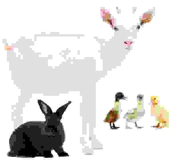 animals