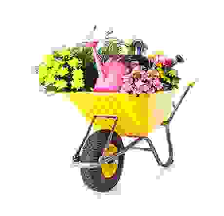 flower img3