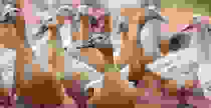 img cap 12 img cap 12