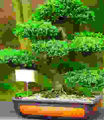 img cap 18 img cap 18