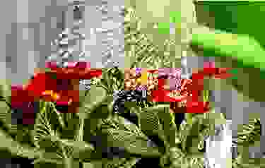 img cap 25 img cap 25