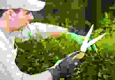 img cap 30 img cap 30