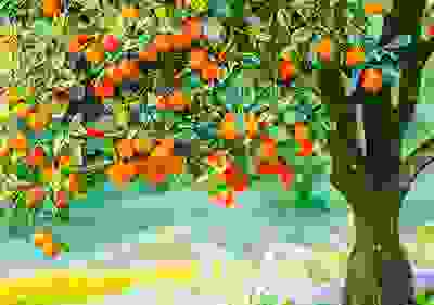 img cap 31 img cap 31