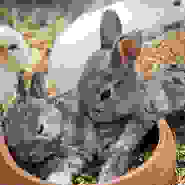img cap 33 img cap 33