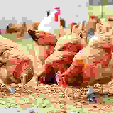 img cap 37 img cap 37