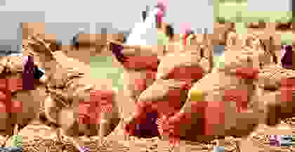 img cap 4 img cap 4