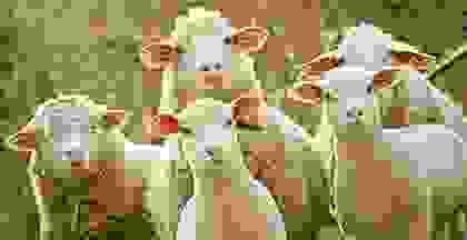 img cap 5 img cap 5