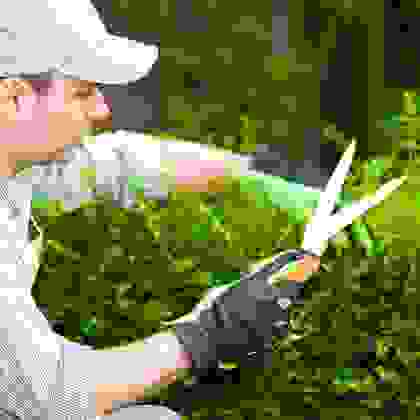 img cap4