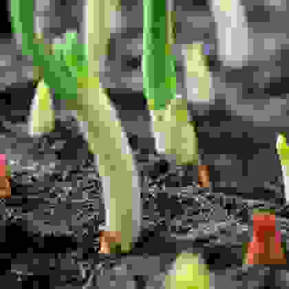 img cap6