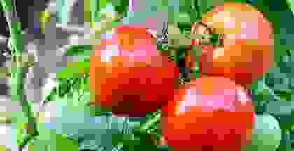 img25 img25