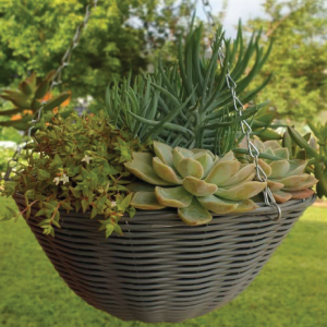 Hanging Baskets
