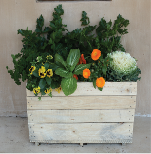 Sustainable Gardening Mango Moon 02