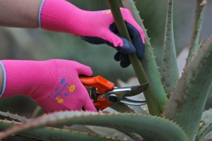 prune aloe flowers 8