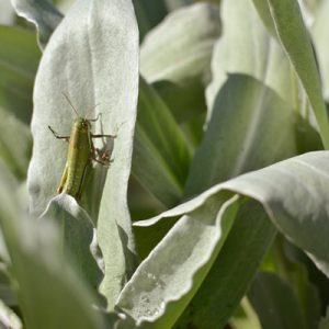 STV Pest Control