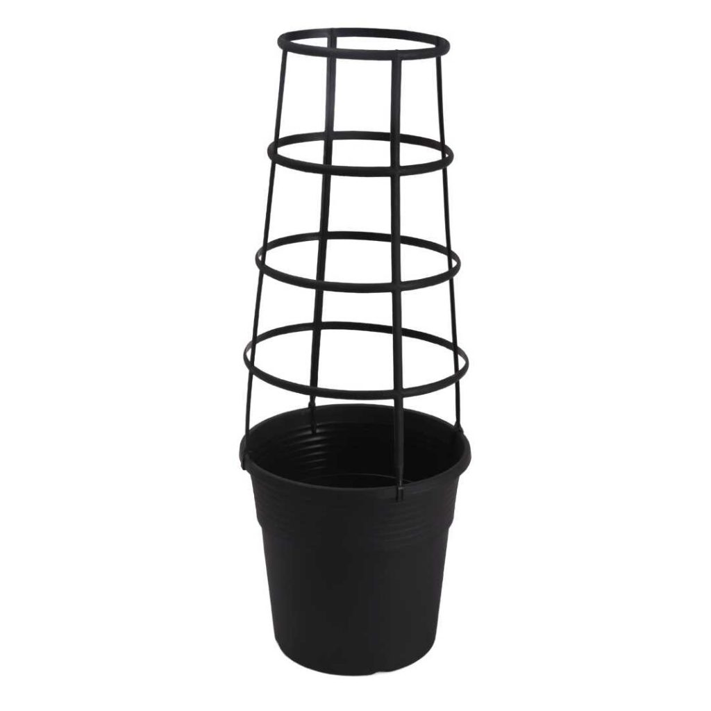 Creeper Pot Mango Moon