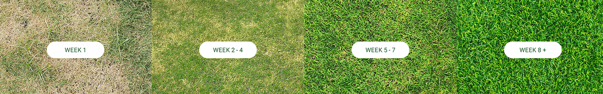 Kynoch Fertilizer eight weeks