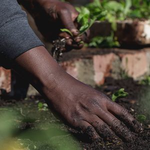 Garden health