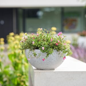 Pots, Planters & hanging Baskets